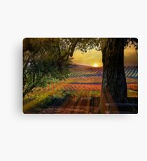 Radiant Vineyard Canvas Print