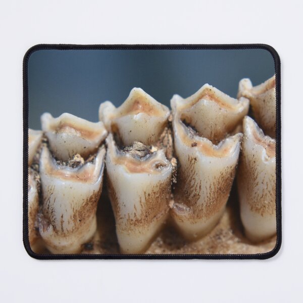 Item preview, Young Buck Teeth designed and sold by Tonia Delozier's Photography .