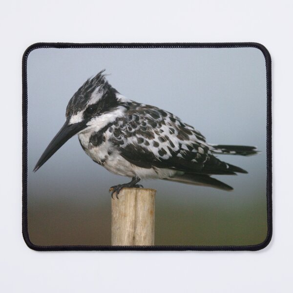 Item preview, Pied Kingfisher 2 designed and sold by quentinjlang.