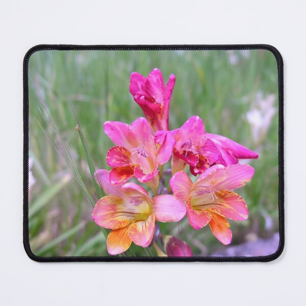 Item preview, Pink Freesias designed and sold by Kiran-Fine-Art.