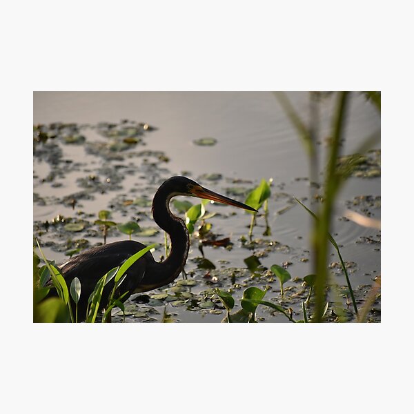 Item preview, Tricolored Heron designed and sold by Paul-Prints.