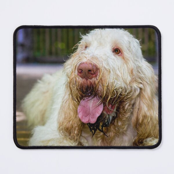 Item preview, Lying down looking up Spinone designed and sold by FOLK ART FUSION by heidiannemorris.