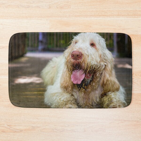 Item preview, Lying down looking up Spinone designed and sold by FOLK ART FUSION by heidiannemorris.