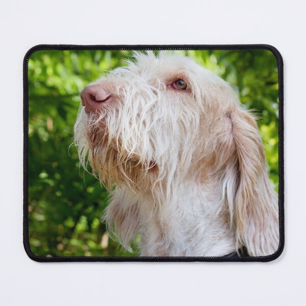 Item preview, Sitting looking up Spinone designed and sold by FOLK ART FUSION by heidiannemorris.