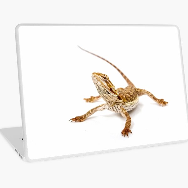 Bearded Dragon - pogona vitticeps Laptop Skin