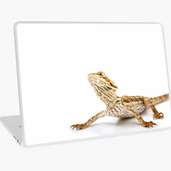 Large Bearded Dragon - pogona vitticeps Laptop Skin