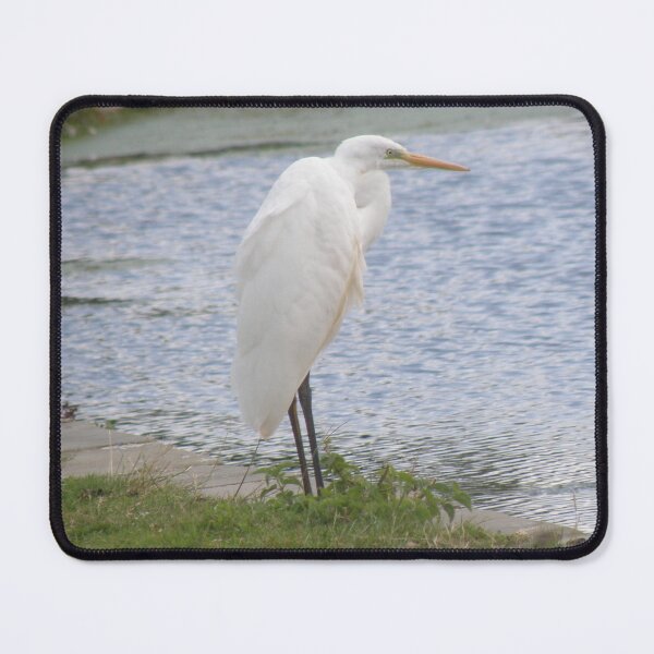 Item preview, Great White Egret and Water Photograph designed and sold by naturegallery.