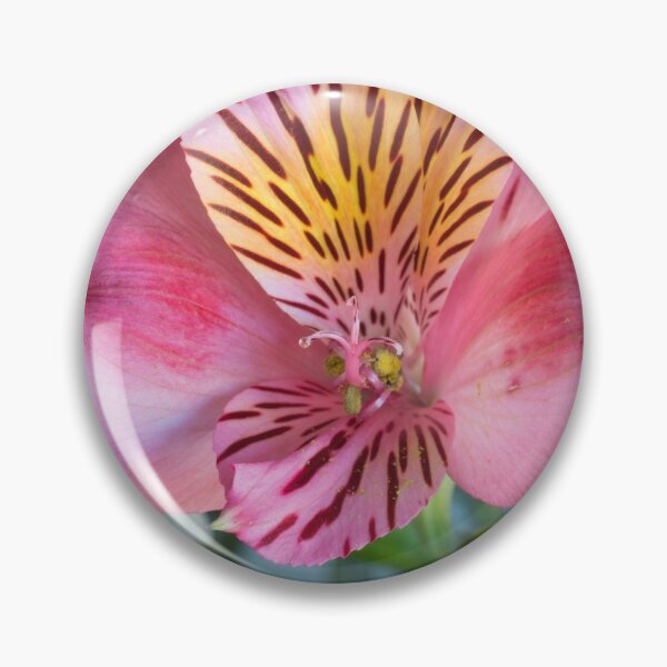 Item preview, Pink Peruvian Lily designed and sold by Bill Spengler's Photographic Thoughts.