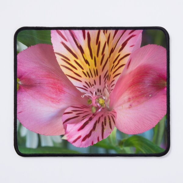 Item preview, Pink Peruvian Lily designed and sold by Bill Spengler's Photographic Thoughts.