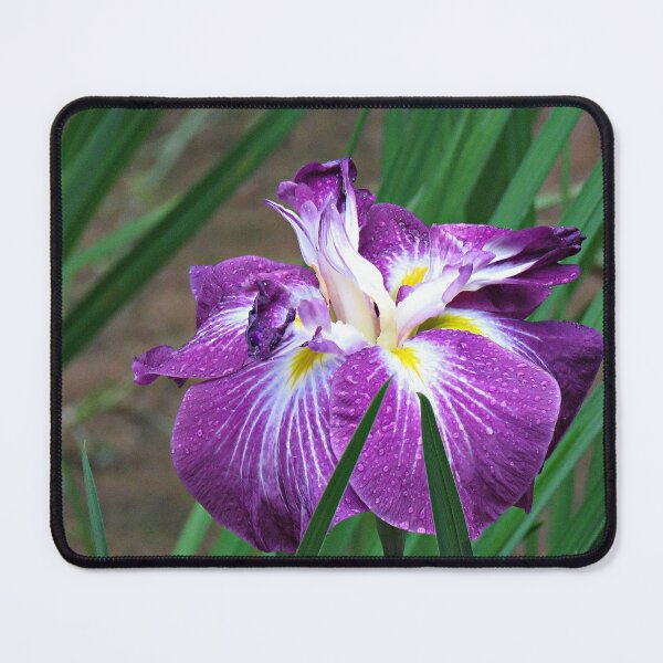 Item preview, Dark Purple Japanese Iris designed and sold by Linda Walsh.