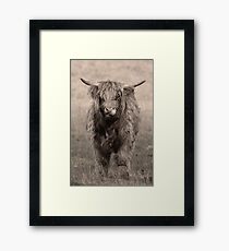 Highland cattle hungry for more Framed Print