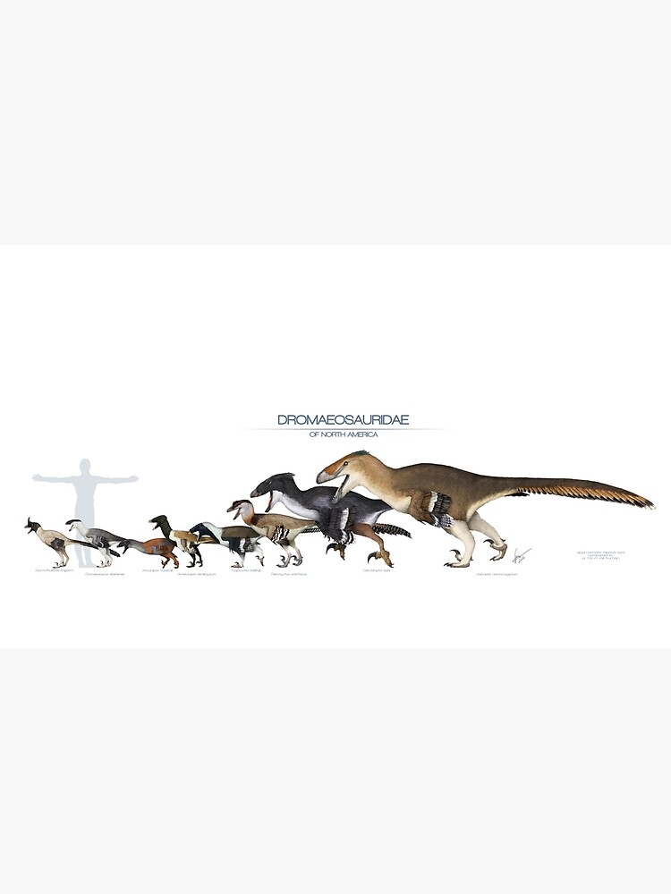 Dromaeosaurid Dinosaurs of north America by SerpenIllus