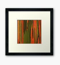 Hawaiian Eucalyptus Framed Print