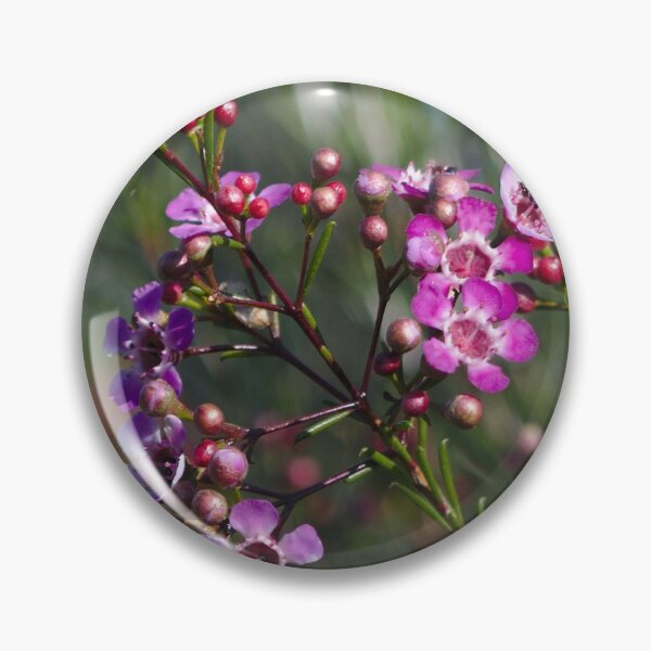 Item preview, A Bright Purple Geraldton Wax Flower designed and sold by Jason Gilbert.