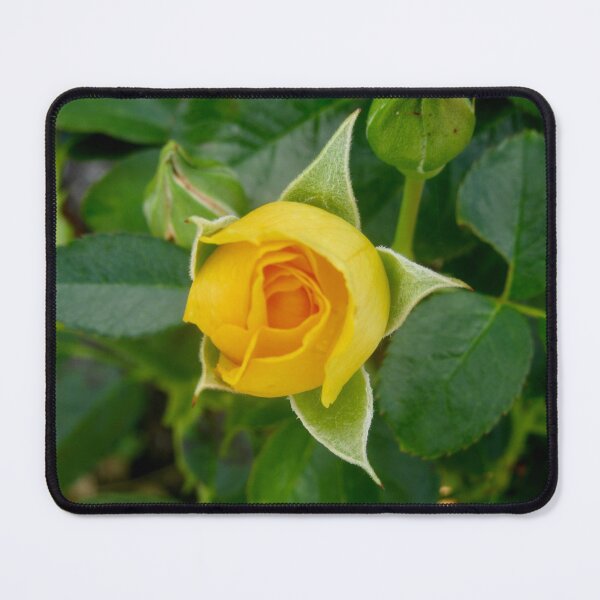 Item preview, Yellow Rosebud designed and sold by Shulie1.