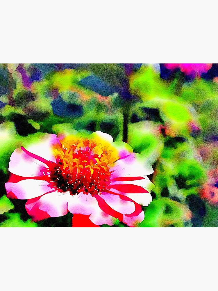 Thumbnail 2 of 2, Greeting Card, Zinnia Watercolor designed and sold by douglasewelch.