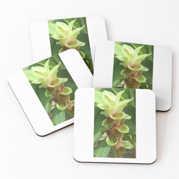Item preview, Chocolate is a common name in Curcuma sp : graphic flower. designed and sold by greengoodnich.