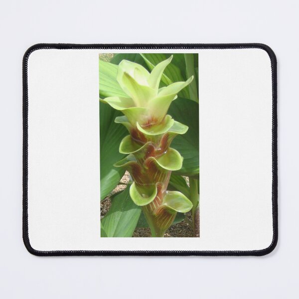 Item preview, Chocolate is a common name in Curcuma sp : graphic flower. designed and sold by greengoodnich.
