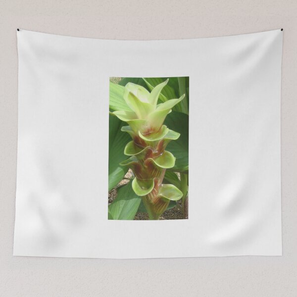 Item preview, Chocolate is a common name in Curcuma sp : graphic flower. designed and sold by greengoodnich.