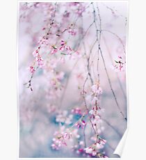Cherry Blossoms Poster