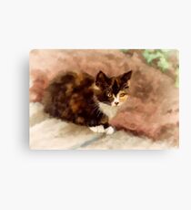 Calico Kitten Canvas Print