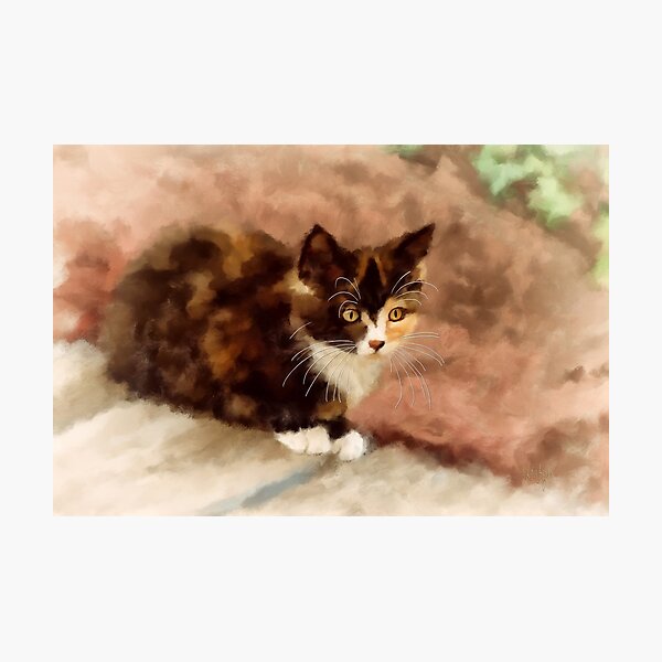 Calico Kitten Photographic Print