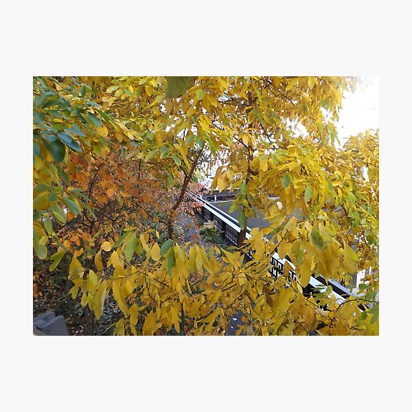 Item preview, Autumn Colors, New York City designed and sold by lenspiro.
