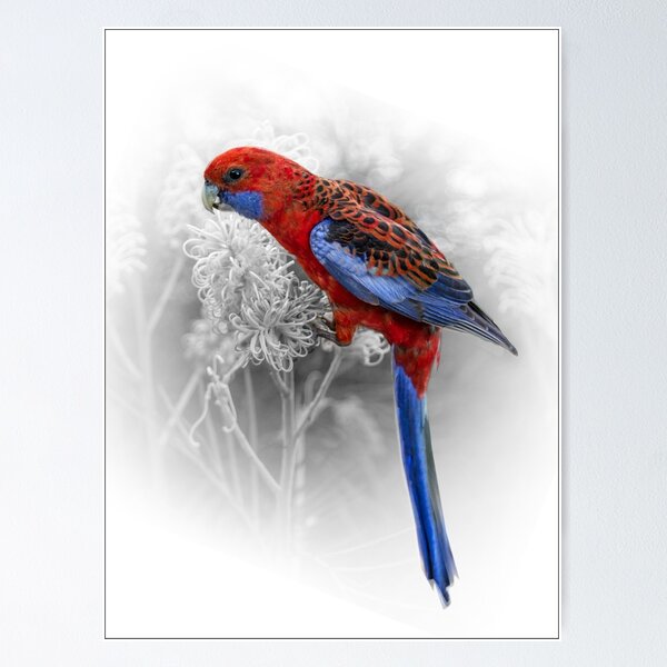 Crimson Rosella on Grevillea Poster