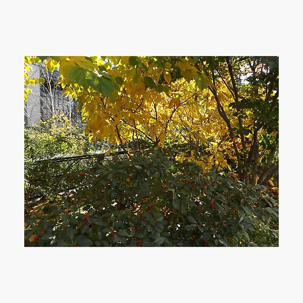Item preview, Autumn Colors, New York City designed and sold by lenspiro.
