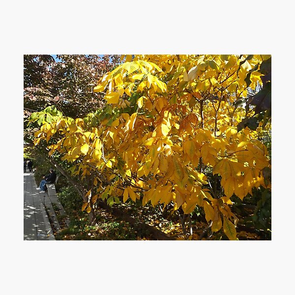 Item preview, Autumn Colors, New York City designed and sold by lenspiro.