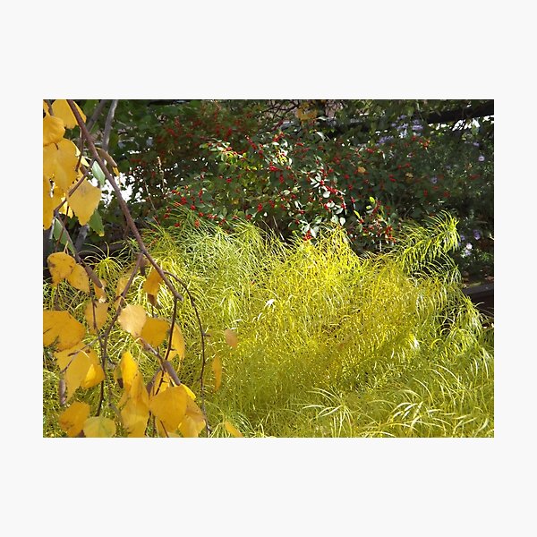 Item preview, Autumn Colors, New York City designed and sold by lenspiro.