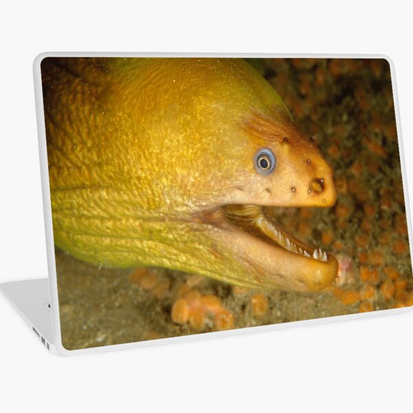 Green Moray Eel - Gymnothorax prasinus Laptop Skin