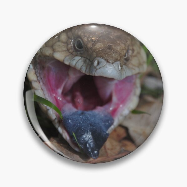 Item preview, Lizards - Angry Blue Tongue Lizard in Gingin, Western Australia  designed and sold by Jason Gilbert.
