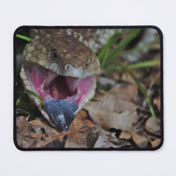 Item preview, Lizards - Angry Blue Tongue Lizard in Gingin, Western Australia designed and sold by Jason Gilbert.