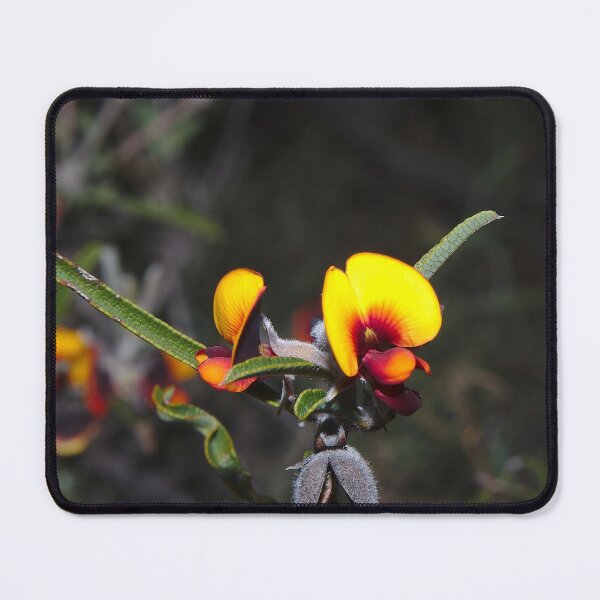 Item preview, Flowers - A Bright Yellow Australian Native Pea Flower, Western Australia designed and sold by Jason Gilbert.