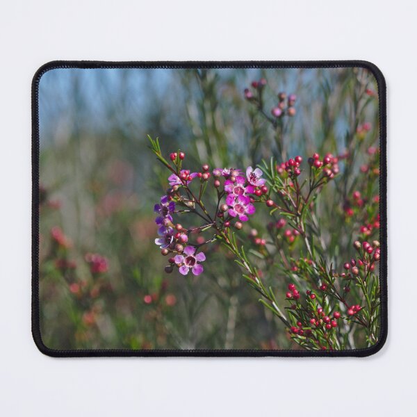 Item preview, A Bright Pink Purple Geraldton Wax Flower Taken In The Southwest of Western Australia designed and sold by Jason Gilbert.