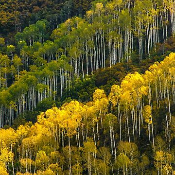 Artwork thumbnail, Aspen Soldiers by nikongreg