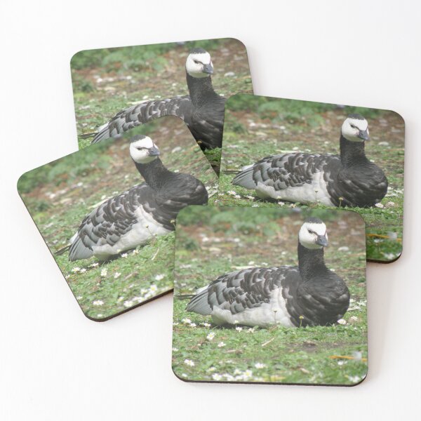 Item preview, Barnacle Goose and Daisies Photograph designed and sold by naturegallery.