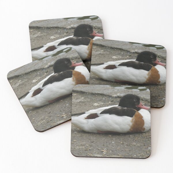 Item preview, Sleepy Shelduck on the Bank Photograph designed and sold by naturegallery.
