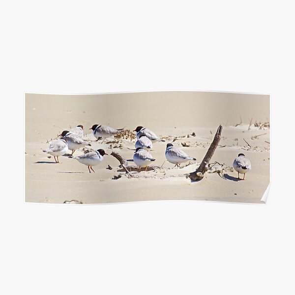 SHOREBIRD ~ Hooded Plover by David Irwin Poster