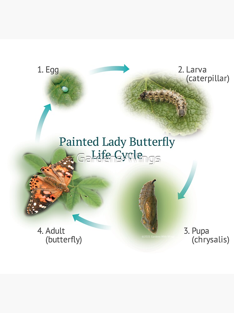 painted-lady-butterfly-life-cycle-sticker-for-sale-by-gardens-wings