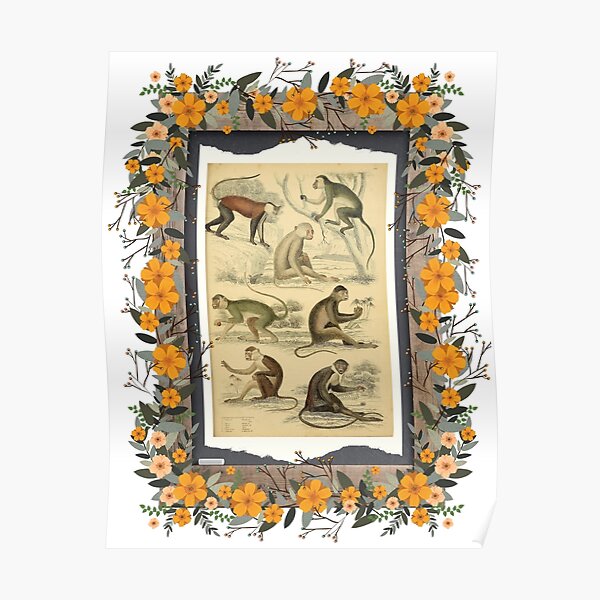 "Zoological board Guenons Zoological designs and zoology boards