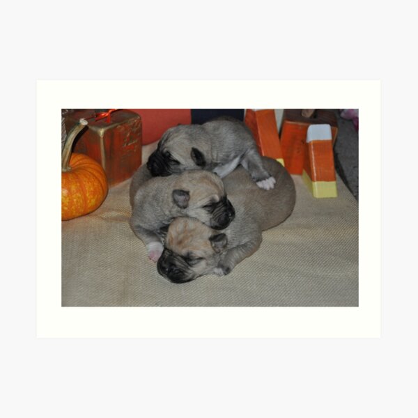 Puppy Pile Art Print