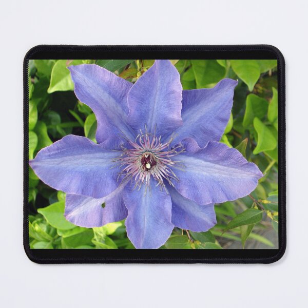 Item preview, Blue Clematis designed and sold by Shelley Loewnau-Jones Studio.