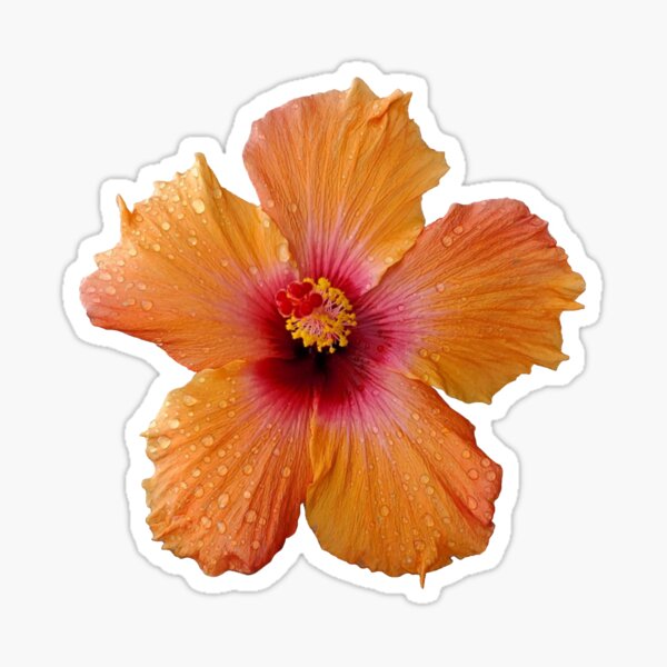 Item preview, Warm hibiscus designed and sold by Kiraguapa.