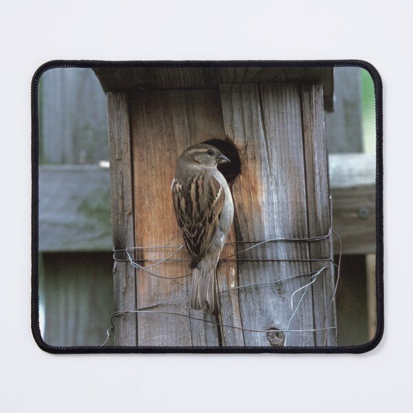 Item preview, House Sparrow Returns Home designed and sold by Bill Spengler's Photographic Thoughts.