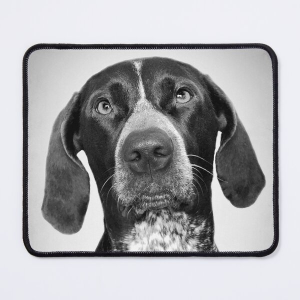 Item preview, English Pointer dog - BW Vintage - D50 designed and sold by DecoVintage.