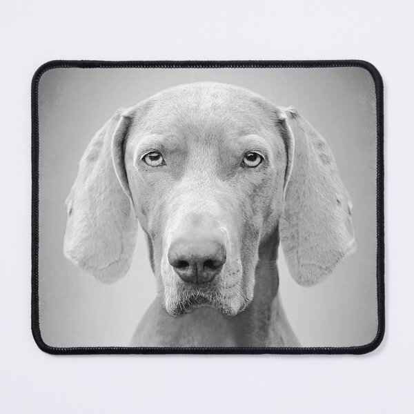 Item preview, Weimaraner dog - BW Vintage - D52 designed and sold by DecoVintage.