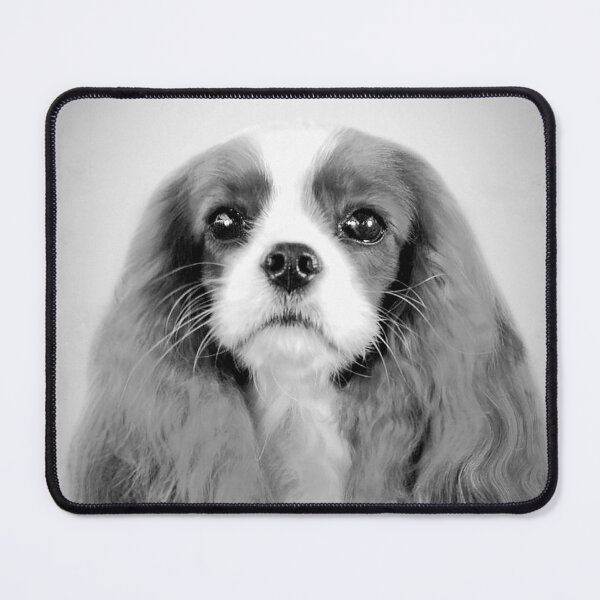 Item preview, Cavalier King Charles Spaniel dog - BW Vintage - D70 designed and sold by DecoVintage.