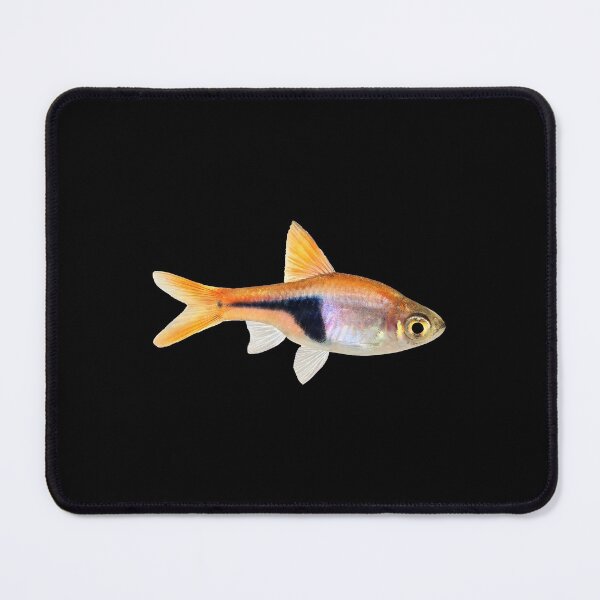 Item preview, Rasbora - For All Rasbora Lovers designed and sold by AquariumExp.